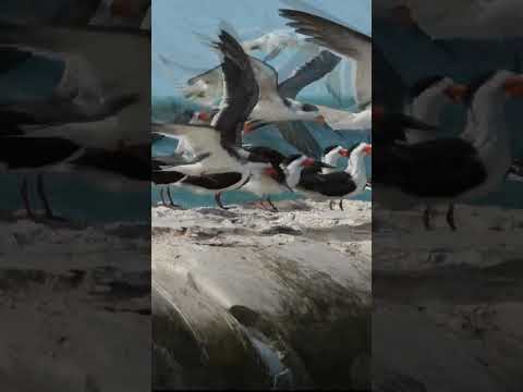 Black Skimmers #shorts