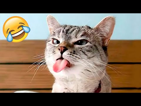 You Laugh You Lose 🤣TOP Videos of the YEAR