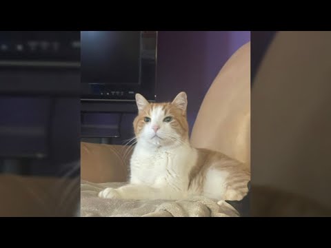 Pet owner warns others after linking cat’s death to new arthritis drug