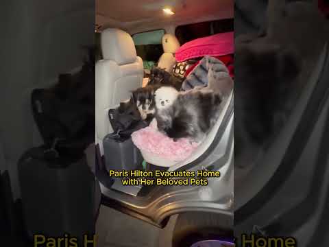 Paris Hilton Evacuates Home with Her Beloved Pets #pets