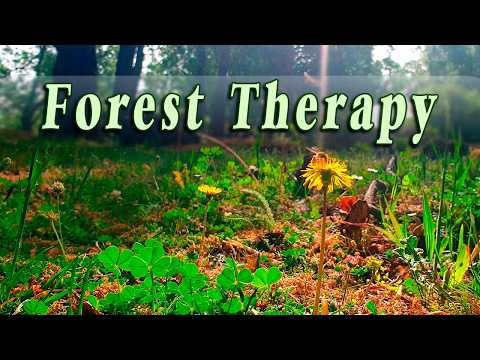 🌳 FOREST THERAPY🌳🌻Begin Your Day with the POSITIVE ENERGY of Healing Forest Sounds🍀 Fresh Morning☀️