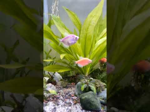 Home Aquascape #aquascape #aquarium #fish #rainbowfish #guppy #tetra