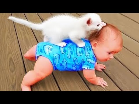 Cats Funny videos daily