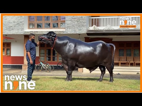 Largest Buffalo in Kerala | Ghuman Khali from Thrissur | Owner Shanavas Abdullah | News9