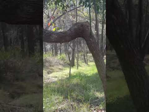 #gordoncreektrack #garigalnationalpark #sydney #australia #goingbush #nswaustralia 30march2024