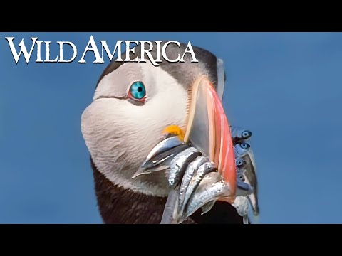 Wild America | S2 E1 The Bill Makes The Bird | Full Episode HD