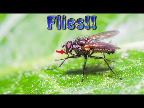 Flies!  - Our Small World Mage Math Microscope Fun