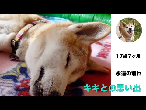 キキとの思い出の日々　　　　　　＃1738