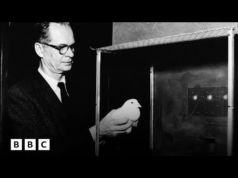 The WW2 experiment to make pigeon-guided missiles | BBC Global