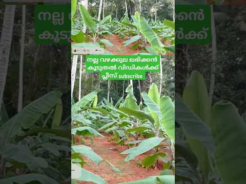 നല്ല വഴക്കുല ലഭിക്കാൻ #shorts  #krishi #farming #malayalam #banana