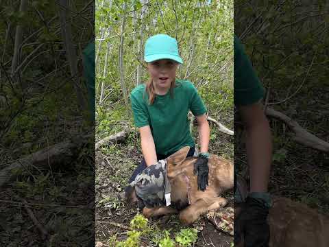 Having an opportunity to be part of the neo-nate conservation program in Utah is adorable! 🤠🙌🏻