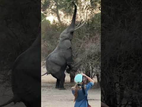 A 7 tonne bull elephant "standing" on his back legs to get to the juiciest branches! WOW!🐘