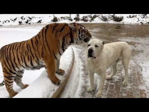 Wait For End Part 4 😂🤗😍 | New Funny Videos 2025 | Animals Video  | Cats Vs Dogs Funny videos daily