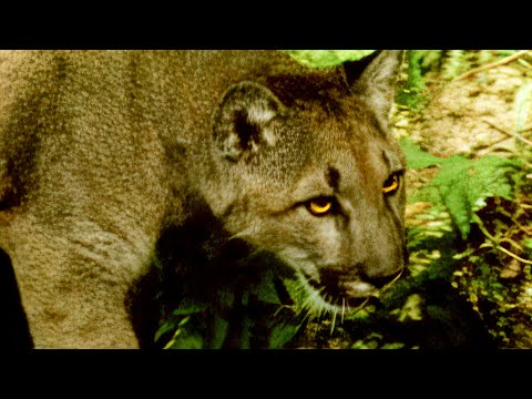 Wildlife Wranglers: Making Cougar Crossings | E6 | Full Episode