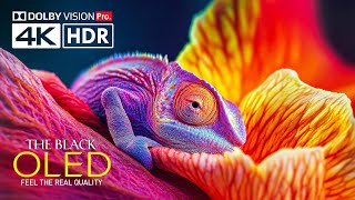 Best HDR 4K Video ULTRA HD 120 fps Dolby Vision Demo - REAL OLED TEST