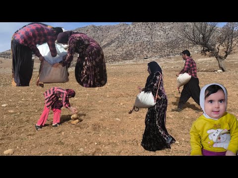 Widow and Daughters of the Heroes of the Zagros Mountains: They Spread Fertilizer for the Homeowner