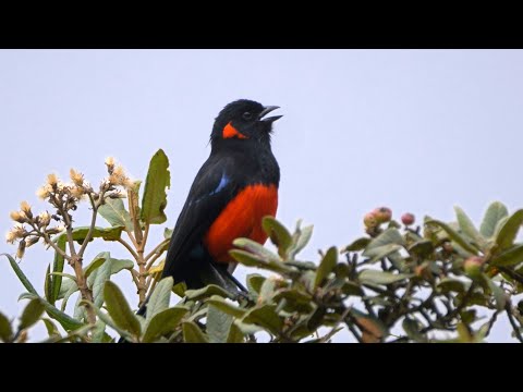 Scarlet-bellied Mountain Tanager Singing