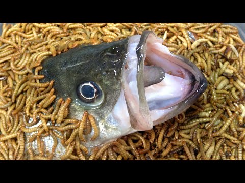 大量のミルワームの中に肉食魚を埋めると...