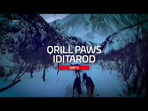 Iditarod Highlight | DAY 3 | QRILLPAWS 2021