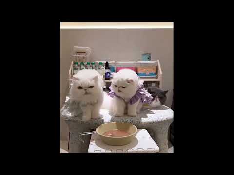 Fluffy kittens are here to cheer you up ♥