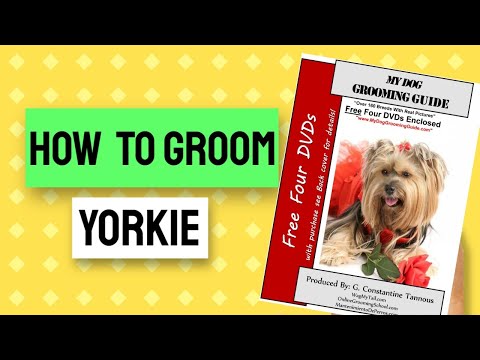 How To Groom A Yorkie   Grooming Guide   Yorkshire Terrier Head Grooming