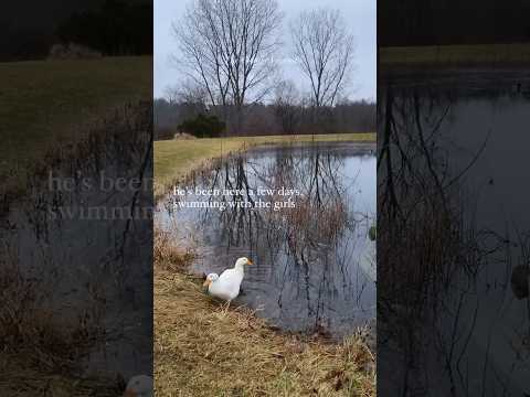 A Mallard visits our Pekins 🦆