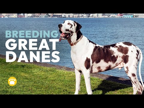 Breeding Great Danes (Health, Standards, Commitments)