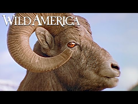 Wild America | S3 E2 Bighorn! | Full Episode HD