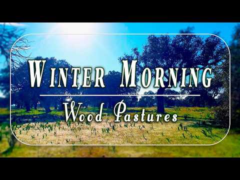 Winter Morning Nature Therapy🌳Healing Frequency of Wood pastures🐑🌳 Meadow Sounds for Positive Energy