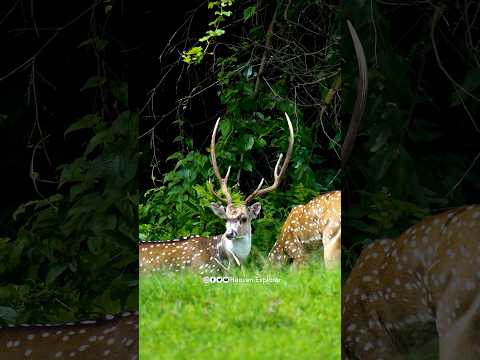 😍இந்த இடத்துல Easyஆ நீங்க Wildlifeஆ Spot பண்ணலாம்!😍🔥 Semma Place idhu!