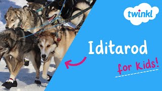 🦮 Iditarod for Kids | 1 March | What is the Iditarod? | Iditarod Trail Sled Dog Race | Twinkl USA