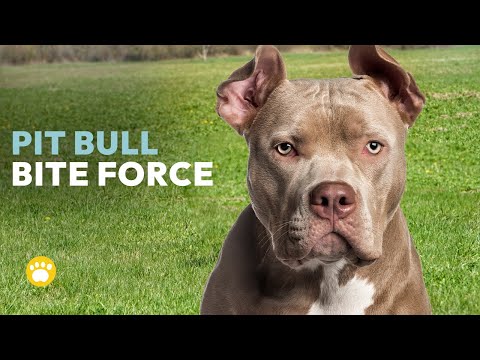 Debunking Pit Bull Bite Force Myths: What You Need to Know