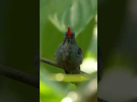 Green Hermit #shorts  #hummingbird