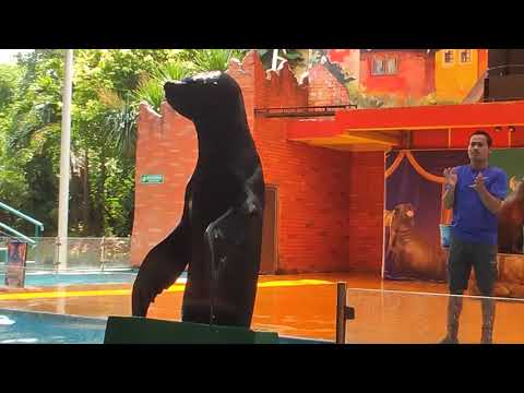 Sea Lion in seaworld