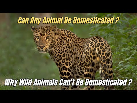 ❌ Why Wild Animals Can't Be Domesticated 🐆 Can any animal be domesticated? 🦬 ⛔