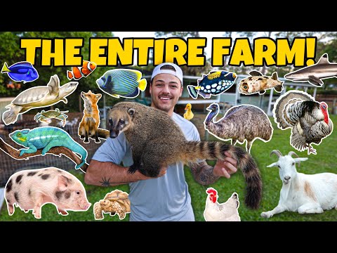 ALL of My ANIMALS & NEW PROJECTS!! (crazy)