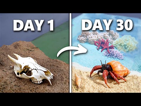 Simulating a Beach for 30 Days