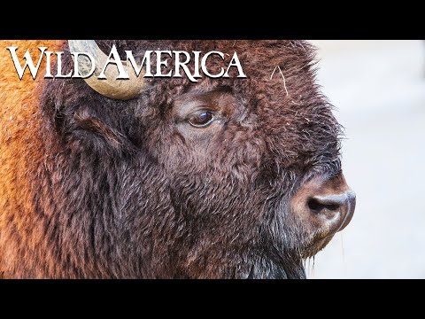 Wild America | S3 E9 People of the Bison | Full Episode HD