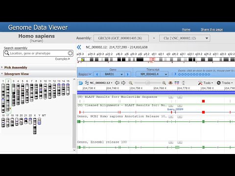 Humans, Chimps, and a Missing Chromosome