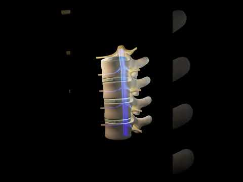 Human vertebral column or backbone: 3d animation Urdu / Hindi #humananatomy