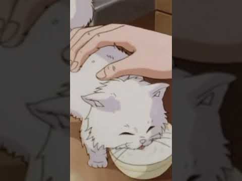 Cat Love - Daily Dose of Lo-fi