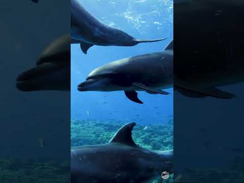 The dolphins #shorts , #dolphin #relaxing