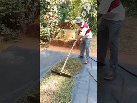 #spreading #blackpepper #drying #kalumenasu #blackgold #villgelife #shortsvideo #show