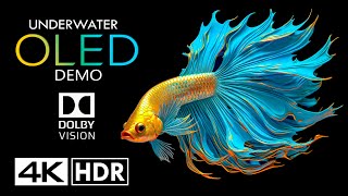 World of Underwater🐟OLED Dolby Vision 4K HDR 60FPS (4K Video)