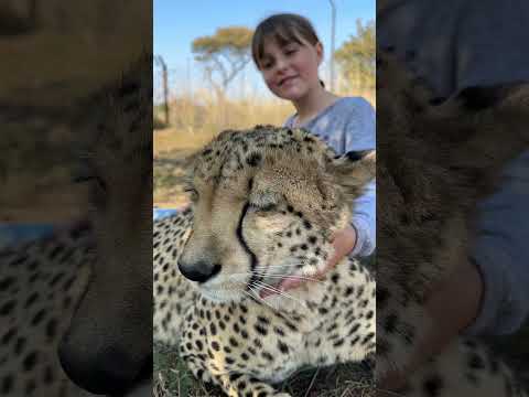 Walking in the bush with an endangered species has to be one of my favorite experiences! 🐆