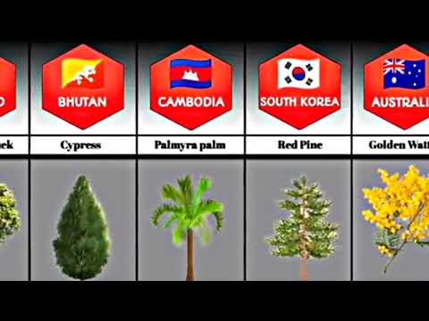 National Trees From Different Countries #youtube