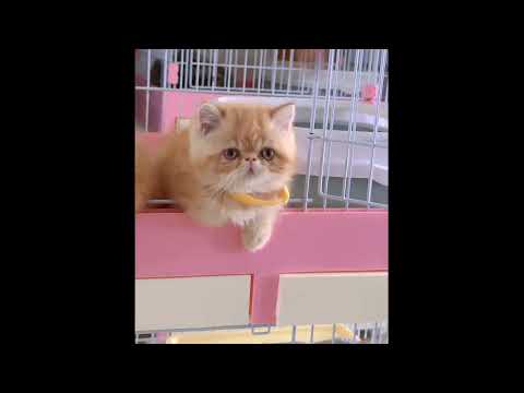 Watch these cute kittens bring joy to your day ♥