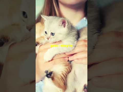 Purrrfect Adorable Furr Balls #cuteanimals #paw #viralvideos #youtubeshorts #furrybaby