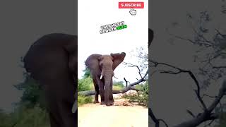 Crazy Elephant 🐘 | Learn vocabulary in English fast #vocabulary #learnenglish #shorts