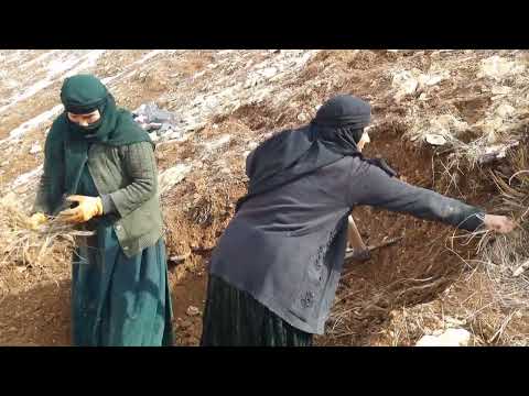 War in the snow: the old women try to dig the cave in heavy snow